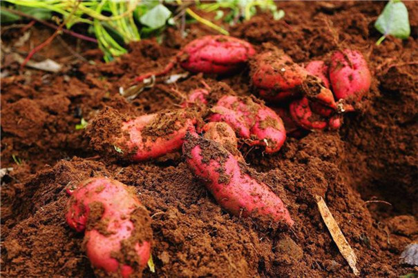 紅薯冷庫建造要點及100噸紅薯冷庫建造報價！(圖1)
